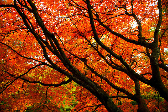 صور زهور والوان الطبيعة Autumn-7ayal (8)